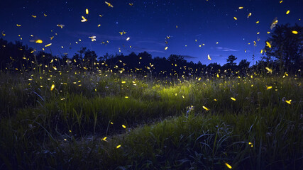 dozens of fireflies flying and glowing in the middle of the meadow at night