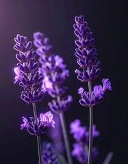 Obraz premium Three Lavender Stalks Against Dark Backdrop With Purple Floral Blooms