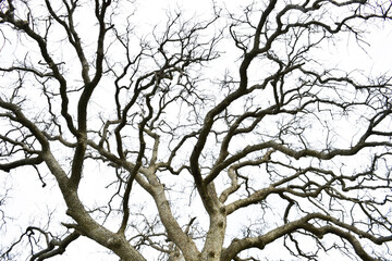 Twisted Leafless Oak Tree Brancheson Overcast Background