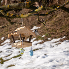 Marsh tit (Poecile palustris) feeding at a wooden bird feeder hanging on a tree branch. Garden scene with melting snow, showing bird feeding as wildlife support in late winter and early spring.