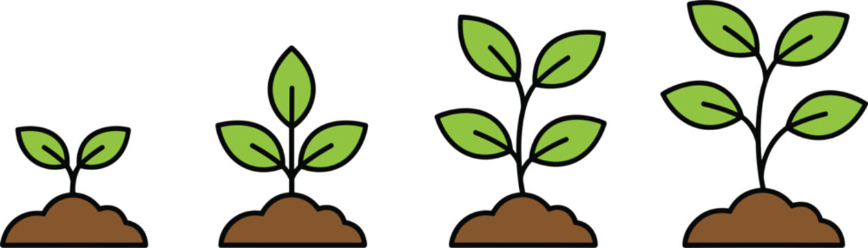 Stages of plant growth cycle vector illustration showing green sprout to young sapling for gardening and environment concept.