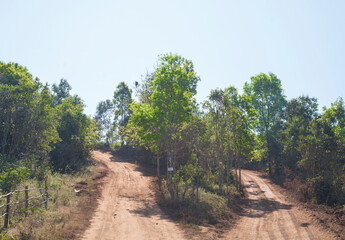 Fototapeta premium Dirt road in the forest with trees and blue sky background.