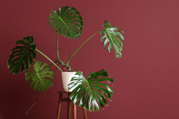 Obraz premium Pot with tropical Monstera houseplant on table against red background