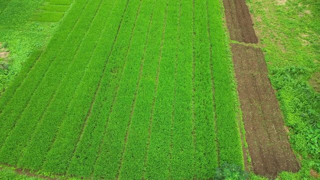 Aerial descending view over a rice cultivation at S&atilde;o Tom&eacute;,Africa.
A pilot project with technical support from China, aimed at the country's food security and independence