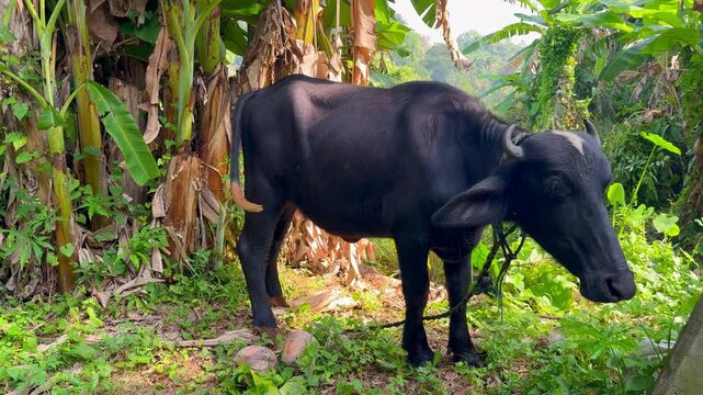 A water buffalo on a rural farm in Sri Lanka