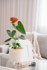 Fototapeta premium Beautiful Anthurium flower with gardening tools on glass table in living room