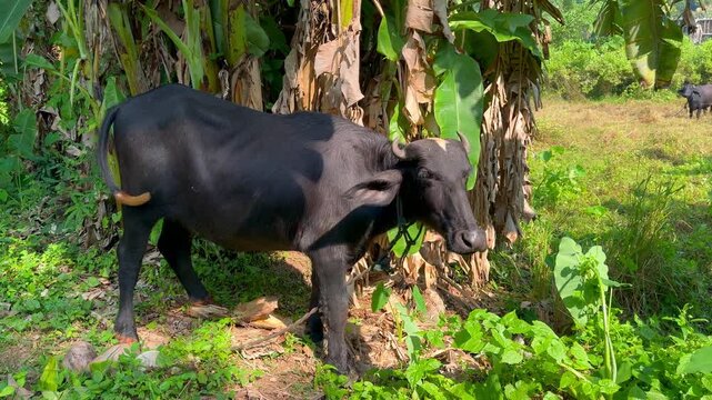A water buffalo on a rural farm in Sri Lanka