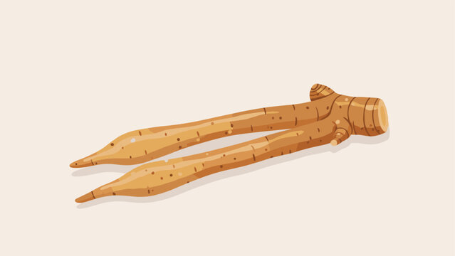 A simple vector illustration of fingerroot, also known as Chinese ginger or krachai, an herb used in Asian cuisine and medicine.