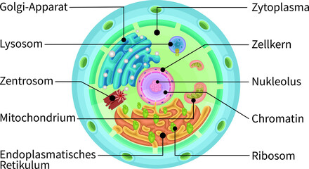 Cell structure illustration german