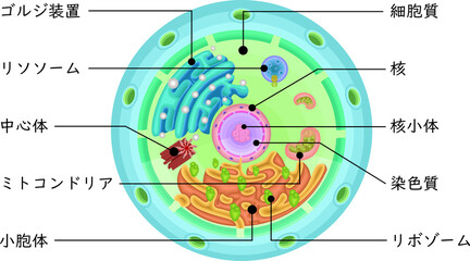 Cell structure illustration japanese