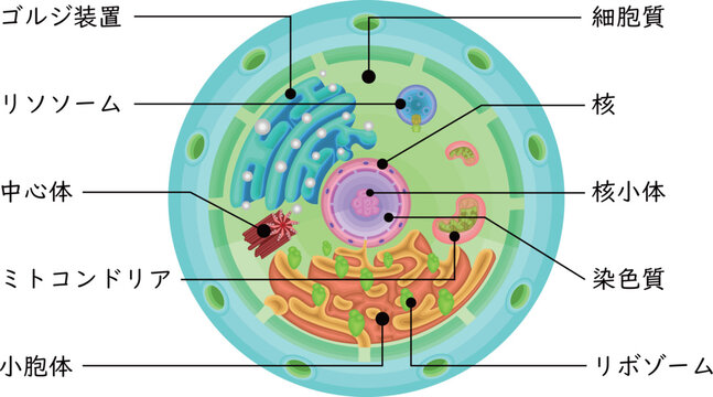 Cell structure illustrationjapanese
