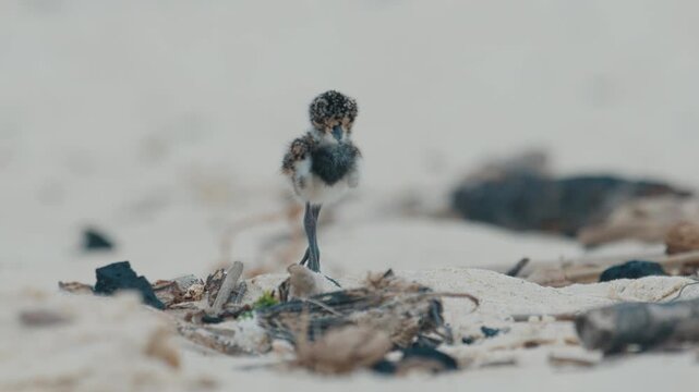 Chick of Southern lapwing or Quero quero learns foraging food on the beach