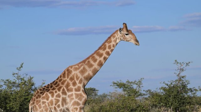 giraffe among  acacias, southern giraffe, Giraf, camelopardalis angolensis, Etosha Mountain Lodge, Namibia, 