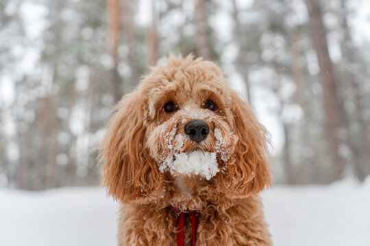 A close portrait of a charming curly brown dog of breed Labradoodle or Cavapoo with snow and ice on its fur in winter in the forest. The breed of the dog is a cross between a poodle.