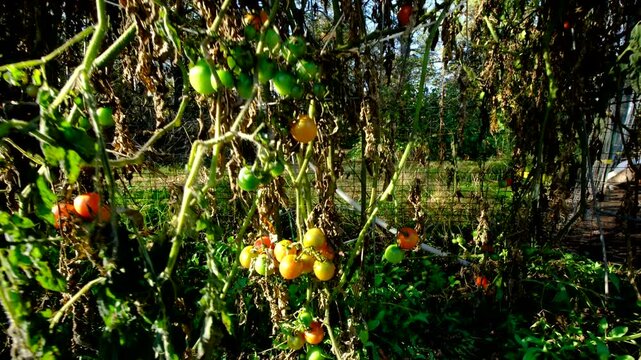 Close up of bunch of maturing cherry tomatoes hanging from dying vine and moving camera away showing more withered plants after first frost killed crops