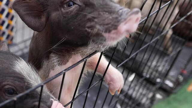 Close Up of Adorable Mini Pigs Eating Carrots Through a Fence