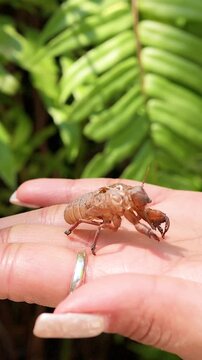 Vertical Close Up of Cicada Exoskeleton Shell Held in Hand
