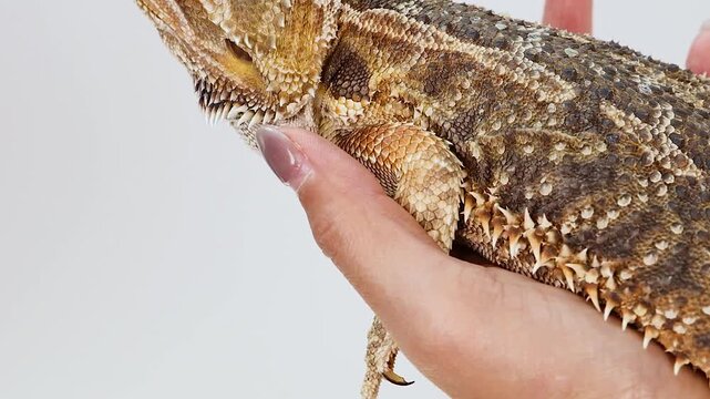 Close Up of Bearded Dragon Lizard Being Held in Human Hand