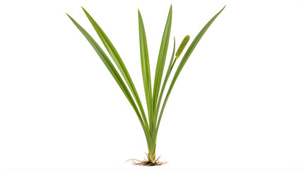 Fototapeta premium Fresh green plant with long leaves, spiky flower head, and visible roots isolated on white background.
