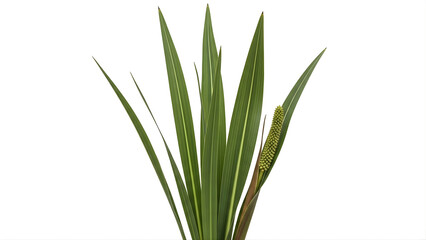 Fototapeta premium Vibrant Green Plant with Long Leaves and Unique Flower Spike on White Background