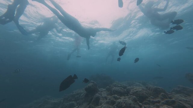 Underwater scene with a school of tropical fish swimming in blue ocean water.