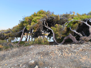 Fototapeta premium Coastal pines of unusual shape against the background of the sea, a natural landscape for topics about travel, ecology and summer holidays.