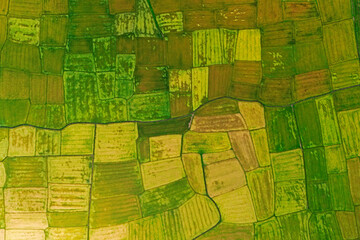 Top down aerial view of agricultural rice paddies. Vibrant green and yellow fields create a natural abstract pattern. Winding path crosses the textured, geometric landscape