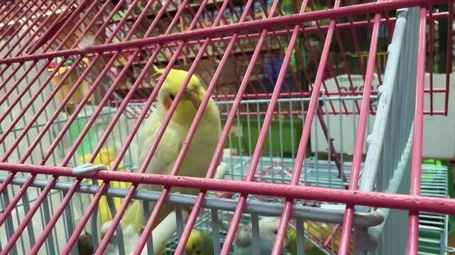 A bright yellow bird perches inside a cage surrounded by other birds, confined within the metal structure. The scene is enriched by the assorted vegetation present