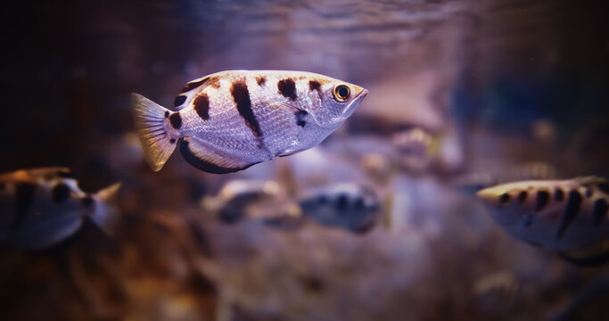 Spotted Archerfish Swim In Aquarium, Side Close-up View. Toxotes Chatareus Or Common Archerfish, Seven-spot Archerfish Or Largescale Archerfish, Is Species Of Perciform Fish In Archerfish Genus