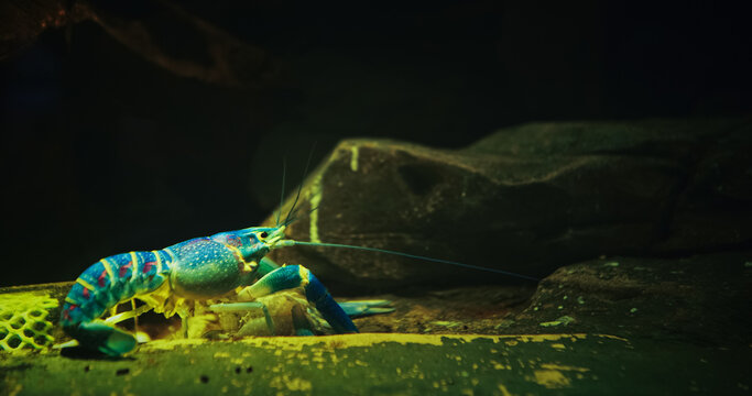 Electric Blue Crayfish In Freshwater Aquarium. Procambarus Alleni Sometimes Called Florida Crayfish Or Sapphire Crayfish, Is Species Of Freshwater Crayfish Endemic To Florida In United States