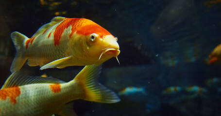 Aquarium Filled With Colorful Koi Fish. Golden Koi Fish Slow Swimming In Ocean Aquarium. Koi Literally Carp. Colorful Koi Fish Grouped Together In Underwater. Colorful Decorative Fish Float In Zoo © Great Brut Here