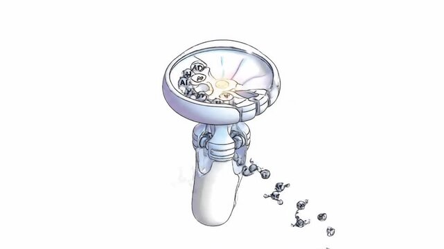 Detailed 3D animation of ATP synthase creating ATP from ADP and inorganic phosphate, vital for cell energy.