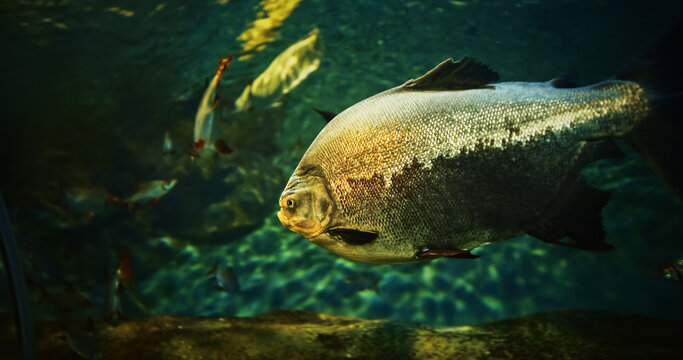 Black Pacu Fish In Ocean Aquarium. Black Pacu Swim In Aquarium, Side Close-up View. Ambaqui Or Colossoma Macropomum Is Large Species Of Freshwater Fish In Family Serrasalmidae. Also Known By Names