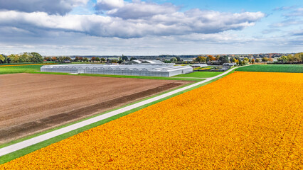 Aerial drone view of marigold flowers fields farm, orange marigolds flowers colorful background, typical Dutch agriculture landscape, the Netherlands