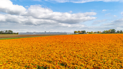 Aerial drone view of marigold flowers fields farm, orange marigolds flowers colorful background, typical Dutch agriculture landscape, the Netherlands