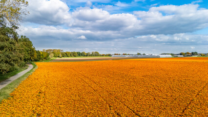 Aerial drone view of marigold flowers fields farm, orange marigolds flowers colorful background, typical Dutch agriculture landscape, the Netherlands