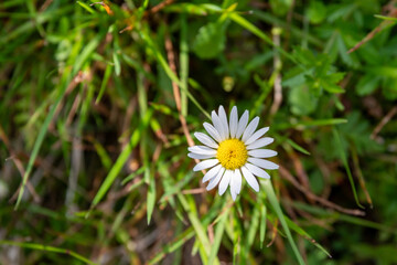 Daisy blooming bright white and yellow petals