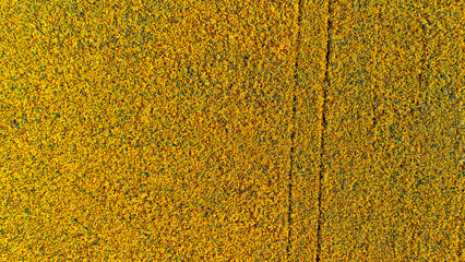 Aerial drone view of marigold flowers fields farm, orange marigolds flowers colorful background, typical Dutch agriculture landscape, the Netherlands
