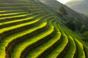 Terraced Fields: The scene is captured with meticulously crafted terraced fields cascading down the hillside, each level a testament to human ingenuity. The verdant steps create a captivating pattern.