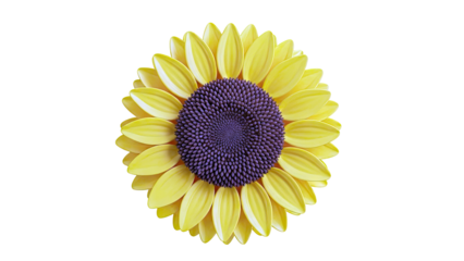 Close-up of a bright yellow sunflower with a detailed brown center