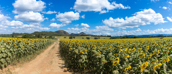 A vibrant summer landscape featuring a yellow sunflower field under a sunny blue sky with clouds across the rural countryside