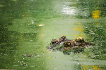 Crocodile head emerging from green water surface with alert eye and textured skin in tropical wetland environment