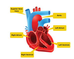 Human Heart with Anatomical Labels, Human Heart Cross Section Anatomy Infographic