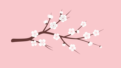 Delicate White Cherry Blossoms on a Twig with Pink Background