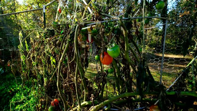 Moving camera close up to withering cherry tomato vines with some last fruits still growing on dying plants after first frost killed most crops