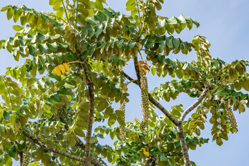 Polyscias lallanii, Polyscias racemosa, or false 'ohe, is a species of flowering plant in the...