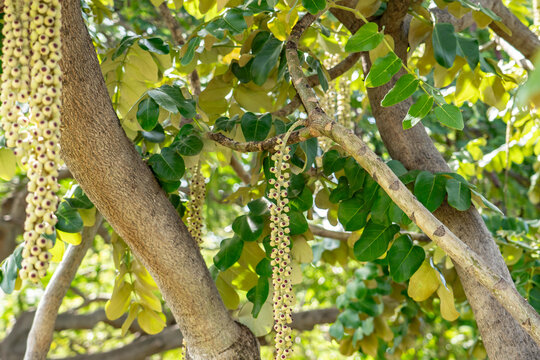 Polyscias lallanii, Polyscias racemosa, or false 'ohe, is a species of flowering plant in the family Araliaceae. Munroidendron racemosum. Queen Kapiʻolani Garden, Honolulu, Oahu, Hawaii.  pōkalakala
