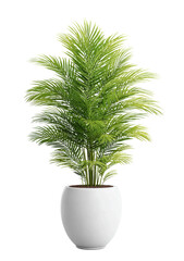 Lush Palm plant in a sleek White pot, perfect as a Potted plant for any interior. Its vibrant Green leaves make it an ideal Indoor plant for modern home decor.