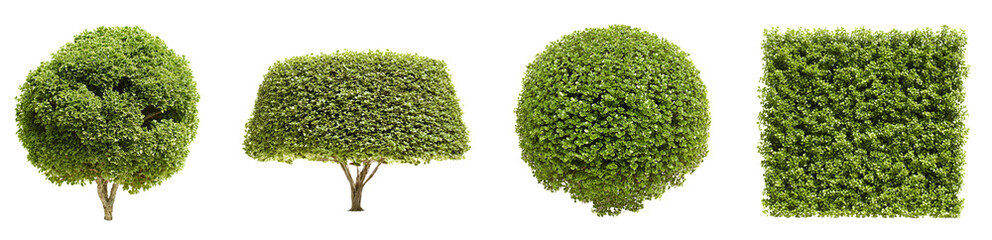 Diverse green plants, topiary, and bushes isolated on a white background, showcasing various garden elements for landscaping.