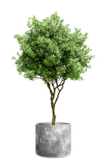 Potted tree, a vibrant green plant against a white background, displayed in a stylish concrete pot, perfect as an indoor plant for modern home decor.